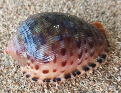 Cypraecassis testiculus