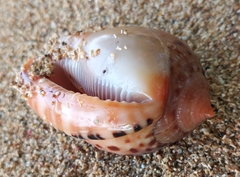 Cypraecassis testiculus