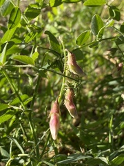 Lathyrus vestitus