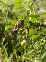 Lathyrus vestitus