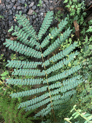 Cenostigma eriostachys