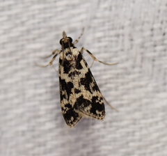 Eudonia aphrodes