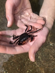 Socotrapotamon socotrense