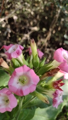 Nicotiana tabacum