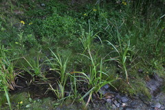 Carex multispicata