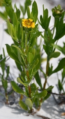 Borrichia arborescens