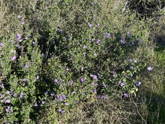 Solanum umbelliferum