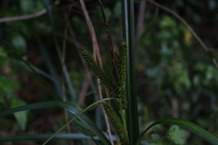 Carex multispicata