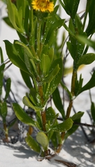Borrichia arborescens