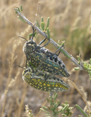Salsola arbusculiformis
