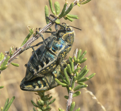 Salsola arbusculiformis