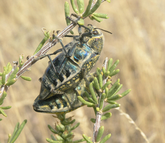 Julodis variolaris