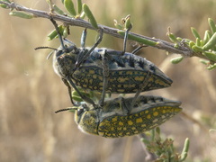 Julodis variolaris