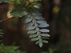 Weinmannia trichosperma