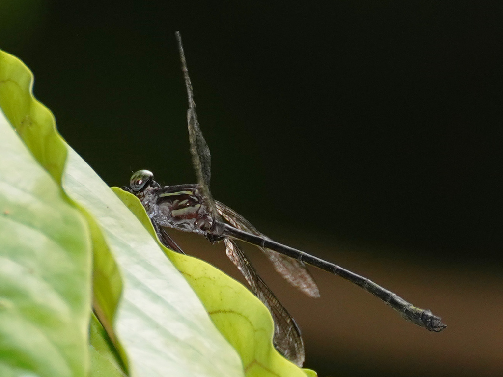 Leptogomphus pasia