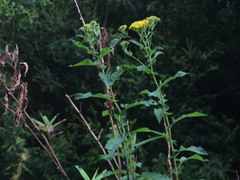 Acrisione denticulata