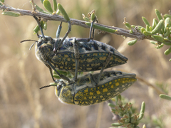 Julodis variolaris