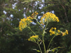 Acrisione denticulata