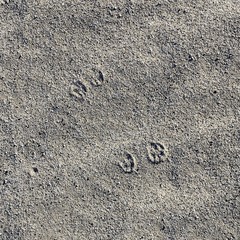 Ammospermophilus leucurus