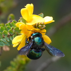 Xylocopa bombylans