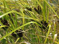 Cyperus ustulatus