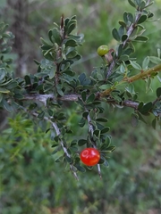 Condalia microphylla