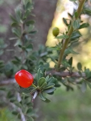 Condalia microphylla