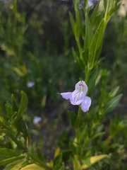 Poikilacanthus tweedieanus
