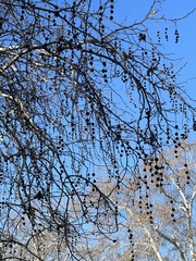 Platanus occidentalis