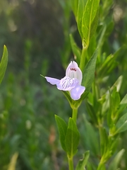 Poikilacanthus tweedieanus