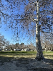 Platanus occidentalis