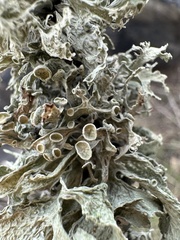 Ramalina leptocarpha