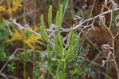 Austrolycopodium paniculatum