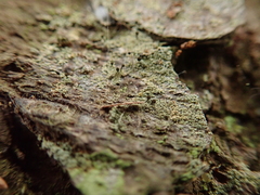 Chaenotheca ferruginea