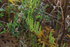Austrolycopodium paniculatum