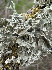 Ramalina leptocarpha
