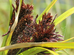 Cyperus ustulatus