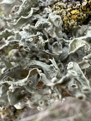 Ramalina leptocarpha
