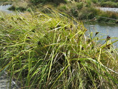 Cyperus ustulatus