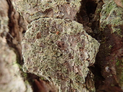 Chaenotheca ferruginea