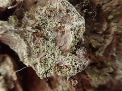 Chaenotheca ferruginea