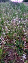 Lepidium nitidum