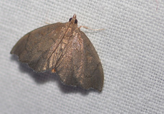 Perispasta caeculalis