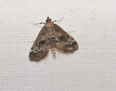 Parapoynx obscuralis
