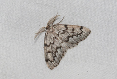 Parapoynx obscuralis