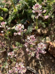 Lepidium nitidum