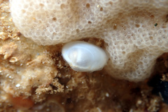 Scintillula solida