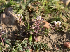 Lepidium nitidum