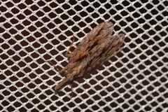 Eurinopsyche obscurata