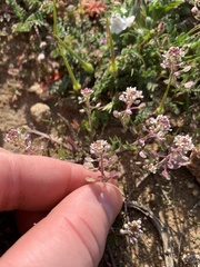 Lepidium nitidum